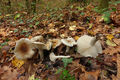 Hygrophorus arbustivus
